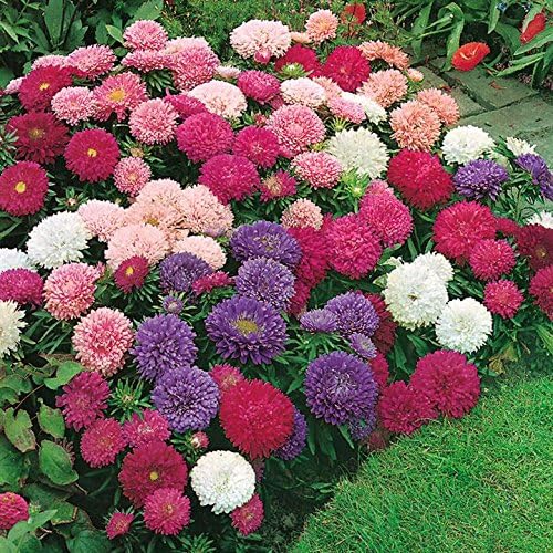 3 pks Dwarf China Asters Mix 345 Flower Seeds/Flowers for tub, Pot, Bed & Border Planting 12/2021