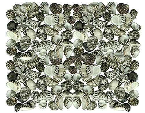 Quality Selected Seashells - Approx 80 pcs Shells – Waved Nerite (Big)/ Nerita Undata for Seashell Vases, Seashell Boxes, Seashell Frames, Seashell Jewelry Making & Mini Garden Miniture