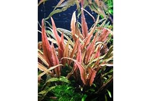 Tropica - Cryptocoryne undulatus 'Red' 1-2 Grow ! - Plantes d'aquarium