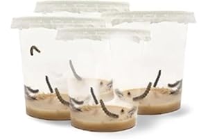 LEPITERRA® Caterpillar Cups - Caterpillar Refill Set - 4 Caterpillar Cups (Each Approx. 7 Caterpillars) | Ideal Addition to Butterfly Habitat | Breeding Butterflies [Success Guarantee] | Domestic