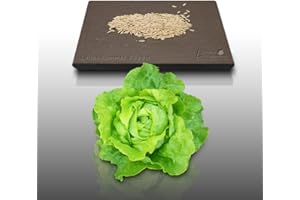 LE GRENIER D'ABONDANCE LES GRAINES QUI DONNENT ENVIE 500 graines à semer - Le grenier d'Abondance - LAITUE Pommée Appia - Lactuca sativa