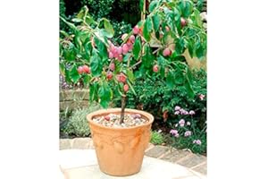 SUTTONS EST. 1806 Patio Fruit Tree Plum Victoria 1 x Tree Approx 70cm Tall, Supplied in a 4-Litre Nursery Pot, by Suttons