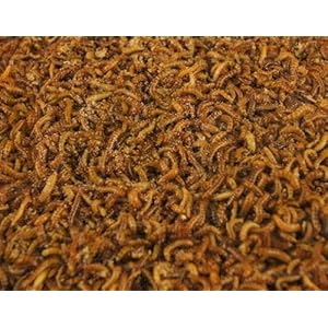 Zophobas lebend 50 g Dose