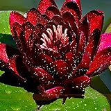 M-Tech Gardens Exotic Aquatic Lotus Flower Seeds (Dark Red 10 Seeds Pack)