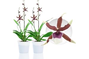 DUTCH BULBS EXCLUSIVE PLANTS FROM HOLLAND Orchidée Beallara Eurostar - 2 Plante Intérieur Naturelle - 30-40 cm - Avec fleurs et parfumées - Naturelle Plante de Hollande (pas de graines, non artificielle)