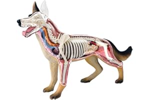 NURCIX Modèle 4D d'anatomie de Chien, Squelette canin de Chien, spécimen de Squelette d'animal, biologie détachable, 29 Parties pour l'enseignement de l'anatomie Animale