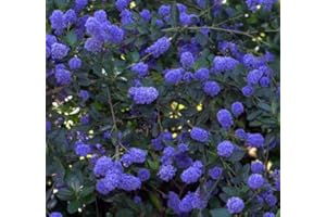 GARDENEXPERT Ceanothus thyrsiflorus 'Victoria' 15cm Pot Size