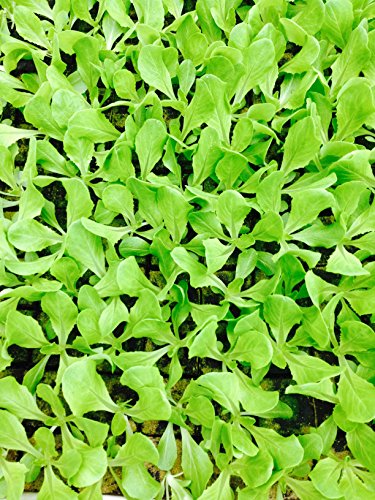 Kopfsalat, Kopfsalat im 12er Set