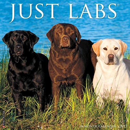 Just Labs 2017 Wall Calendar by Willow Creek Press (2016-08-05)