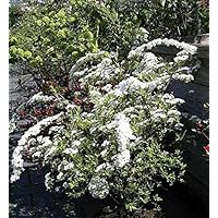Weiße Rispenspiere Grefsheim - Spiraea cinera Grefsheim