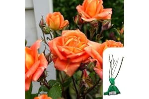 HARRINGTONS ROSES 1 x Rosa Remember Me Hybrid Tea Rose – Bare Root, RHS Award Winner, Fragrant Orange-Yellow Blooms, Perfect for Gardens and Borders - When Only The Best Will Do - Top Grade “A” Roses