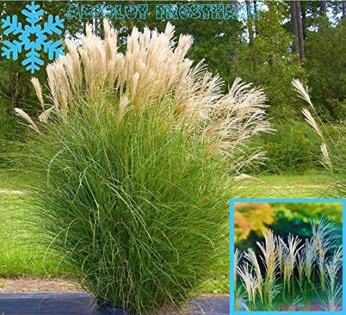 Wunderschönes Winterhartes Ziergras Miscanthus sinensis "Gracillimus" ein echter Hingucker für Ihren Garten 1 Pflanze