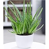 BALDUR Garten Echte Aloe Vera,1 Pflanze hoch im 12 cm-Topf, Aloe barbadensis Miller Zimmerpflanze, Luftreinigende Zimmerpflan