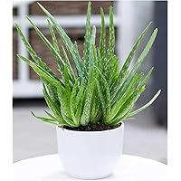 BALDUR Garten Echte Aloe Vera,1 Pflanze hoch im 12 cm-Topf, Aloe barbadensis Miller Zimmerpflanze, Luftreinigende…