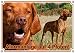 Produktbild Hundeschild - Collage - Magyar Vizsla - Metallschild - rostfrei und beständig, DIN A3