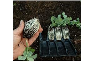 TWO WESTS & ELLIOTT Rootrainers 3" Deep 32 Segments (1 Pack) + Cover