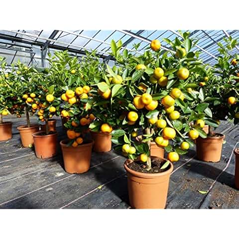 Suchergebnis auf Amazon.de für zitronenbaum winterhart Garten