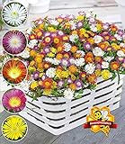 balkonpflanzen schatten kräuter Liefergröße: 9x9 cm-Topf BALDUR-Garten Winterharte Eisblumen\