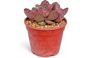 Kalanchoe Zebra sällsynt tjocka blad sällsynt 6,5 cm kruka 15 cm hög