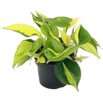 Efeutute, Scindapsus, (Epipremnum aureum) Sorte: Brasil, gelb-grnes-buntes  Blattwerk, rankend, Ampelpflanze, luftreinigend (eine Pflanze im 12cm Topf)  : Amazon.de: Garten
