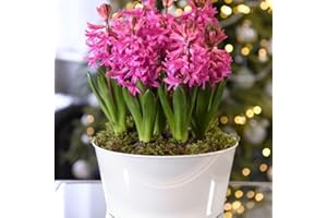 Hyacinth ‘Scented Pink Pearl’ Bulbs 1 x 16cm Pot – Flowering Plant in Cream Zinc Pot | Winter Indoor Fragrant Blooms | Re-Flowering Spring Bulbs | Gift Ready by Thompson & Morgan