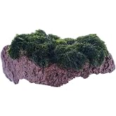 Marimo Moss Rock Canlı Bitki