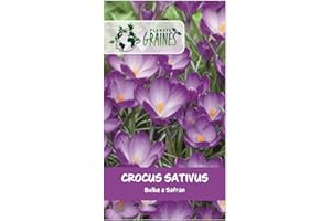PLANETE GRAINES 10 Bulbes de Crocus à Safran (Crocus sativus) Calibre Premium - "Or Rouge" du Jardin - Pour une Récolte d'Épice