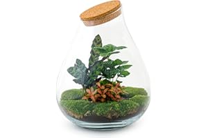 URBANJNGL Terrarium végétal - Drop XXL Rood - Ecosystème végétal -↑43 cm - Jardin en Bouteille - Bricolage - Kit de Bricolage - Ensemble Complet de Terrarium - Mini écosystème avec Plantes en Bouteille