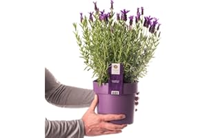 DECOALIVE Planta de Lavanda en Maceta - Una Planta Fuerte y Resistente que Crece con Fácil Cuidado