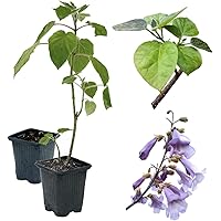 2 x Paulownia Blauglockenbaum SHANDONG, sehr schnellwüchsig; auch Kaiserbaum, Empress tree, Kiribaum für Wertholz…