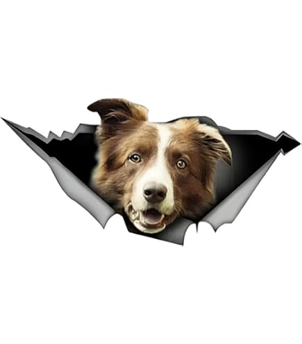 Border Collie Autoaufkleber - Herzschlag Design Weiß 22 Cm