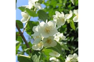 FLOWER FIELD STORY 30 piezas de semillas de jazmín Flor trepadora perenne para plantar en interiores al aire libre Hermosas flores decoran el patio del jardín Amado por los jardineros