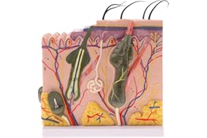 Tubayia 1:50 Menschliche Haut Anatomisches Modell für Haaren Talgdrüsen Schweißdrüsen Nervenenden Anatomie Studie Display