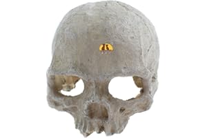 emours Cachette de Reptile en résine pour Vivarium, décoration d'aquarium