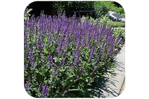 GROWTANICAL Catmint Nepeta faassenii 'Six Hills Giant' x 6 Plug Plants