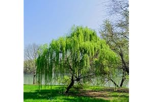 ZAC WAGNER Trauerweide 2 Töpfe (Salix babylonica) Hängeweide