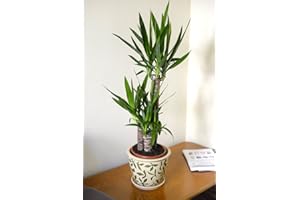 GARDEN MARKET PLACE Planta de interior - Planta para la casa o la oficina - Yucca elephantipes - Yuca sin espinas - 1 metro