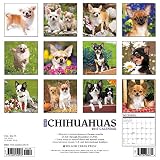 Image de Just Chihuahuas 2017 Calendar