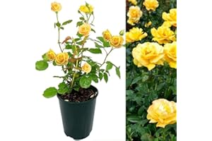 CARBETH PLANTS Rose Bush Keep Smiling - Floribunda Yellow Rose Bush for The Garden in a 3 Litre Pot (2 Plants)