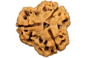 3 Mukhi Nepal Rudraksha stor 22 mm-23 mm labbcertifierad