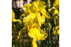 BRKENT Iris Bulbi Sword Lily Iris Piante Hardy Fiori Da Balcone Decorazione Da Giardino Per Esterni Iris Bulbi Da Fiore Perenni Hardy Bulbi Ornamentali Piante Da Giardino Fiori 3 Bulbi (Giallo)