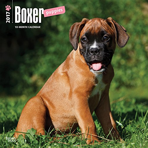 Boxer Puppies 2017 Square (Multilingual Edition) by BrownTrout (2016-06-25)