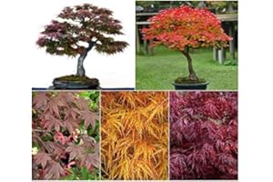 RP Seeds Japanese Maple Seed Collection. 5 Individual Packets with Growing Guides. Save 20% on Normal Prices.
