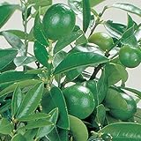 Citrus Lime 1 Plant – Indoor Plant Perfect for a Conservatory