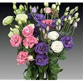 megcito Lisianthus (Lale G&uuml;l) Advantage Serisi - KARIŞIK (5 Tohum)