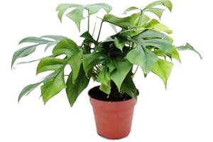 EXOTENHERZ Monstera minima - Feuille de fenêtre pot 12cm