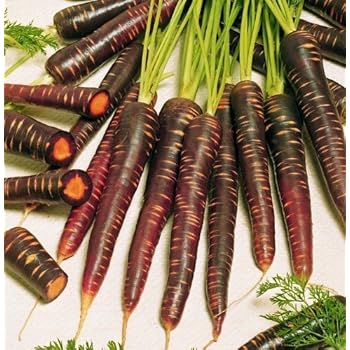 Möhren Purple Haze schwarze Urmöhre: Amazon.de: Garten