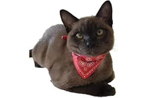 WOO LANDO Obroża dla kota z bandaną o wyglądzie paisley i klamrą w rozmiarze S: obwód szyi 20-26 cm