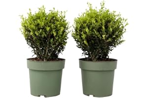 Plant in a Box - Ilex crenata - Forma sferica 'Agrifoglio giapponese' - set da 2 - Sostituto del bosso - Pianta da giardino - ⌀17 cm - Altezza 30-40 cm