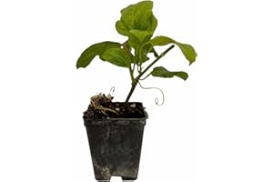 MONDOPIANTE Pianta Passiflora Edulis Da Frutto Vaso 7cm